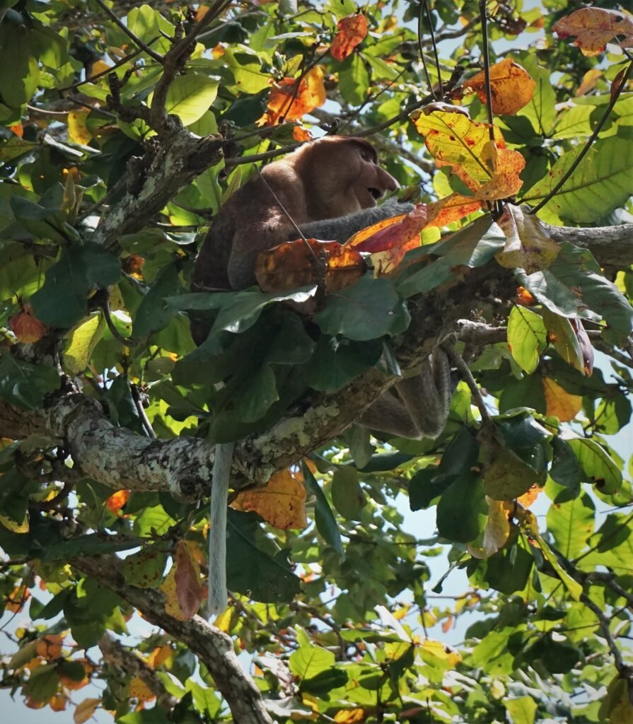 The proboscis monkey, Borneo