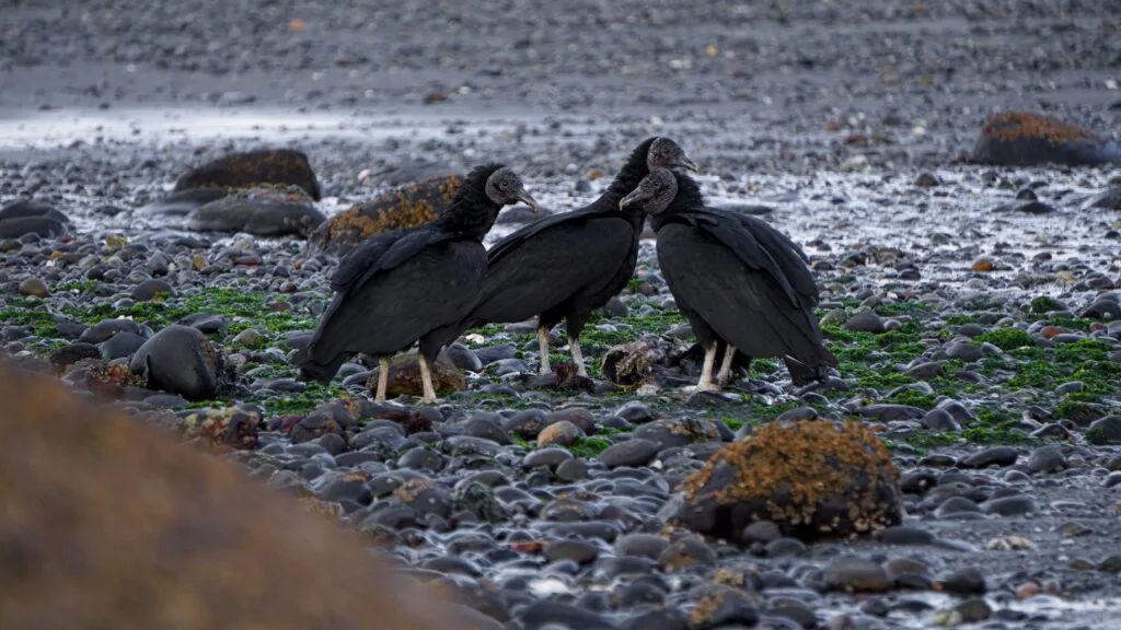Black vultures on the beach, Chiloé Island