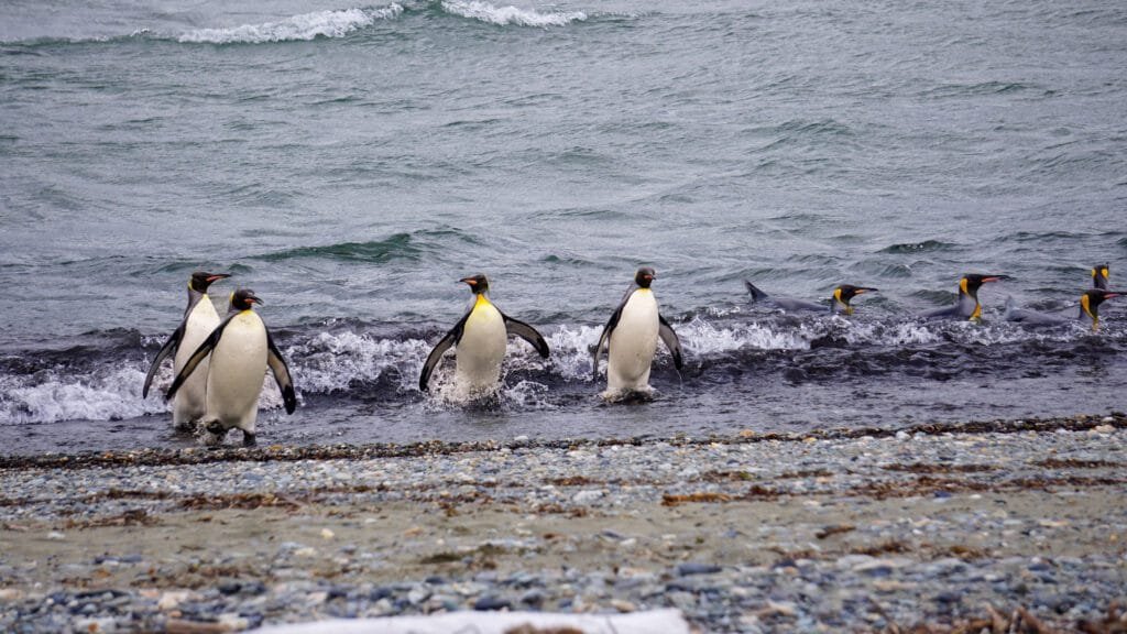 King Penguins